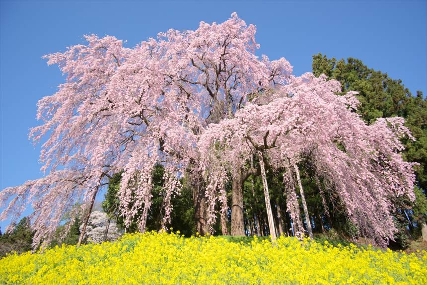 最盛期の合戦場のしだれ桜と菜の花（正面下から）