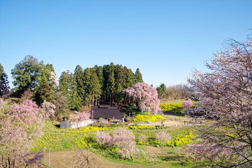 合戦場しだれ桜 おすすめ望遠の撮影スポットから