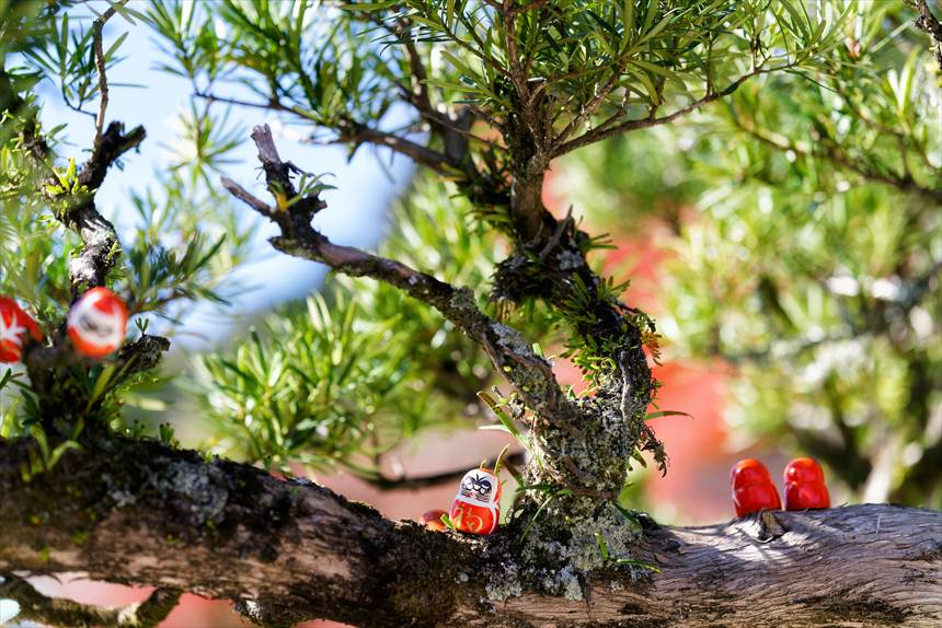 木の枝の上にもダルマ