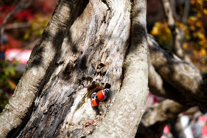 木の窪みにも達磨がいる 勝尾寺