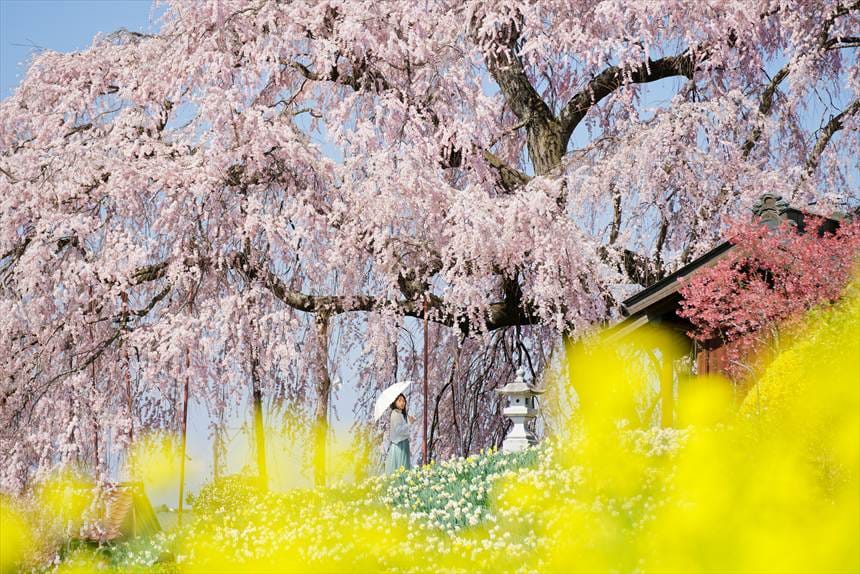 金毘羅桜(石川郡)