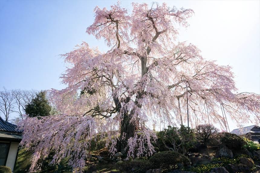 入口すぐにある金毘羅桜の全体