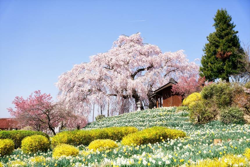 菜の花とスイセンが満開の庭に咲く
金毘羅桜