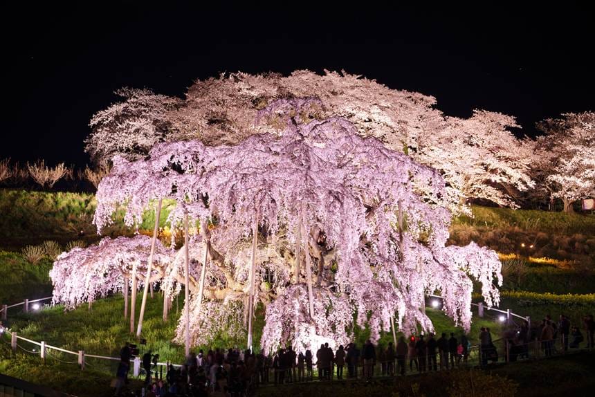日本一の桜「三春滝桜」