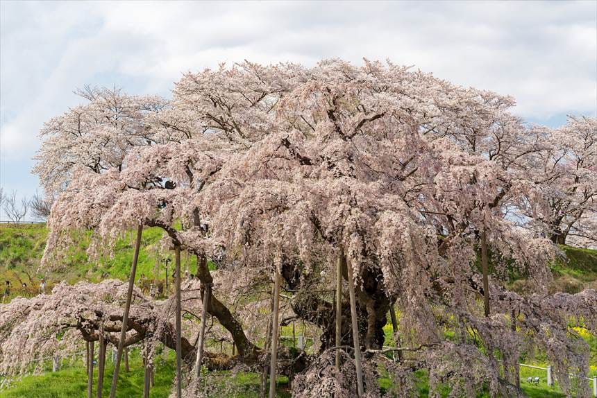 三春滝桜(三春町)