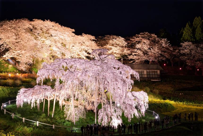満開の三春滝桜　2017年TV中継特別ライトアップで後ろの桜もライトアップされています