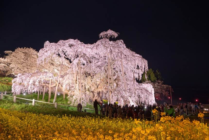 満開の三春滝桜のライトアップと菜の花