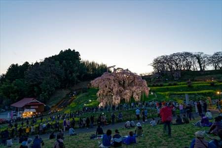 三春滝桜の見学エリア