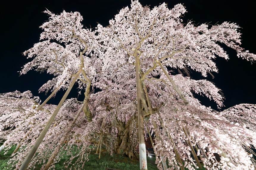 満開の三春滝桜のライトアップを正面がら見上げた構図