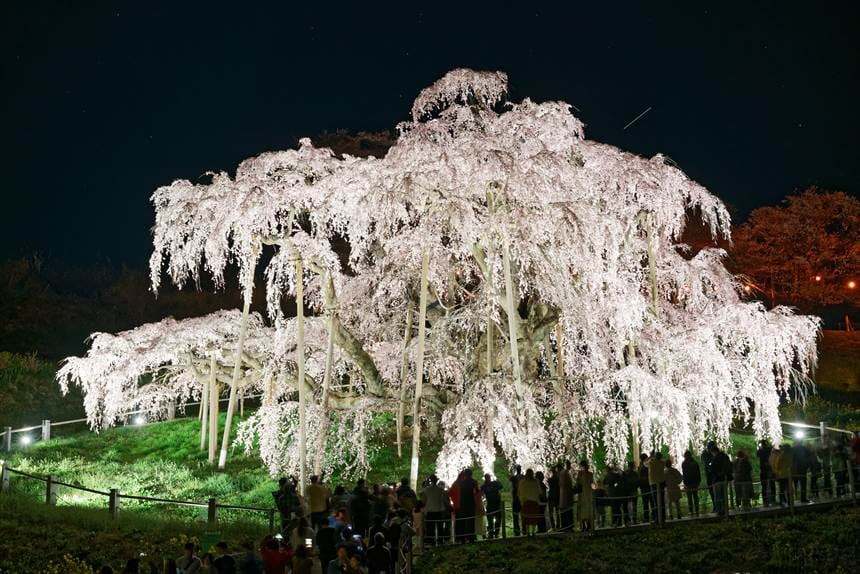 日本一の桜、三春滝桜 夜のライトアップ