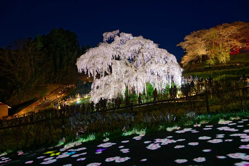 天然記念物指定100周年記念ライトアップされた三春滝桜