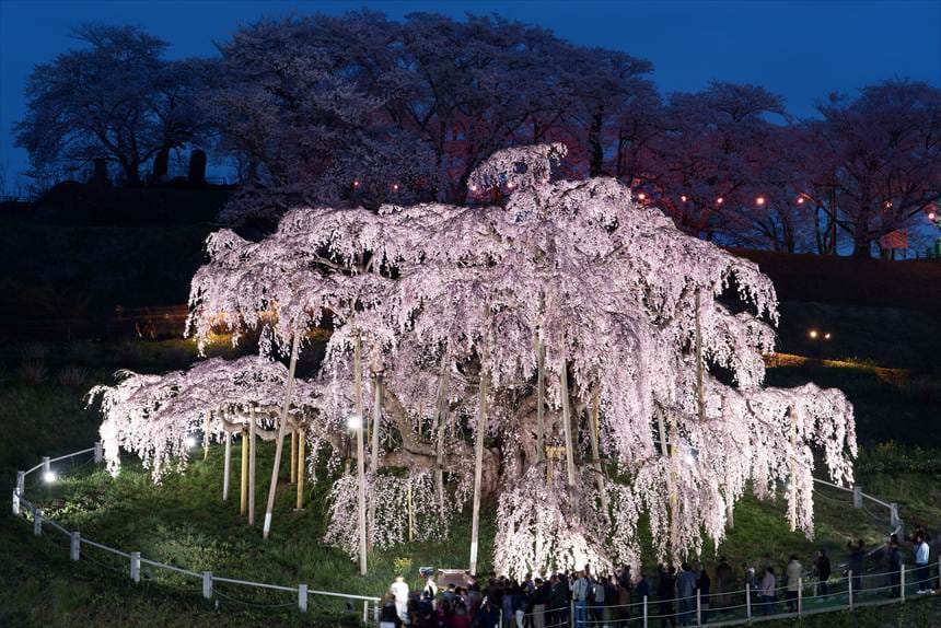 満開の三春滝桜のライトアップ