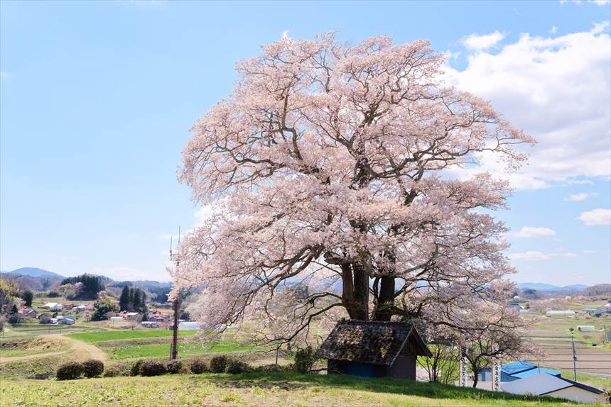 求正美、【見付天神】、希少画集画、風景、自然、さくら 求正美、【見付天神】、希少画集画、風景、自然、さくら 企画展］桜