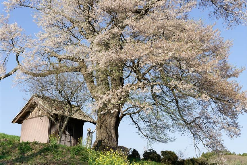 ハチさんと七草木の天神桜の大きさ比較