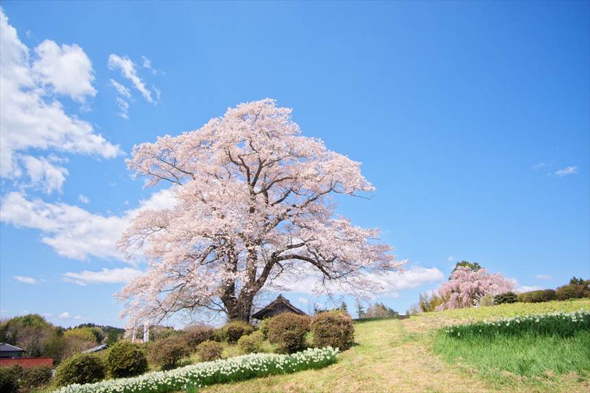 求正美、【見付天神】、希少画集画、風景、自然、さくら 求正美、【見付天神】、希少画集画、風景、自然、さくら 企画展］桜