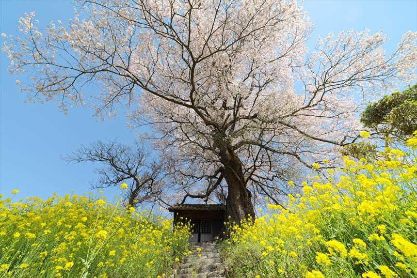 七草木の天神桜と菜の花