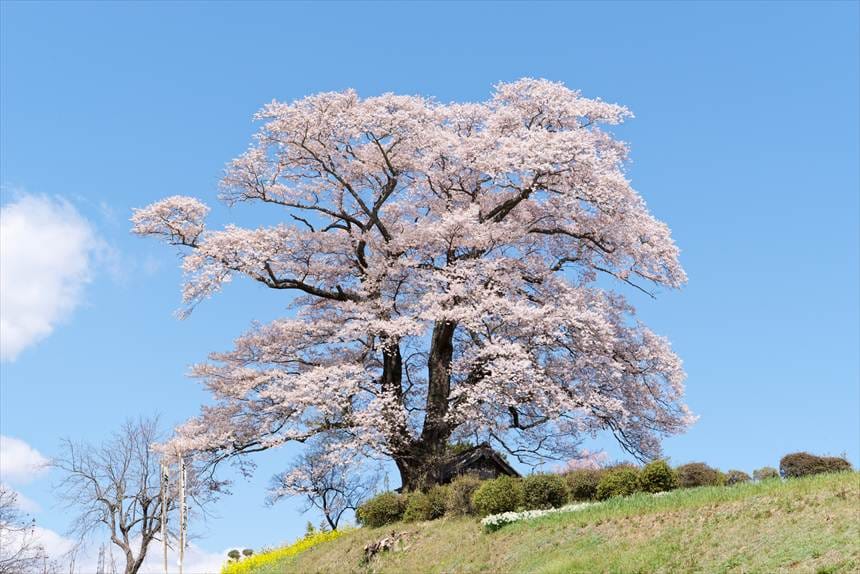 七草木の天神桜の幹の分かれ目