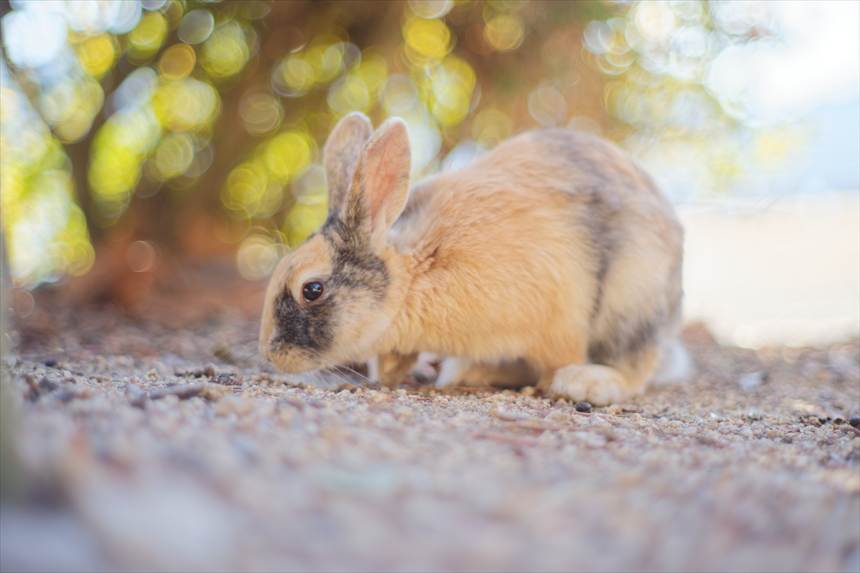 大久野島のウサギ MC ROKKOR-PF 58mmF1.4で撮影