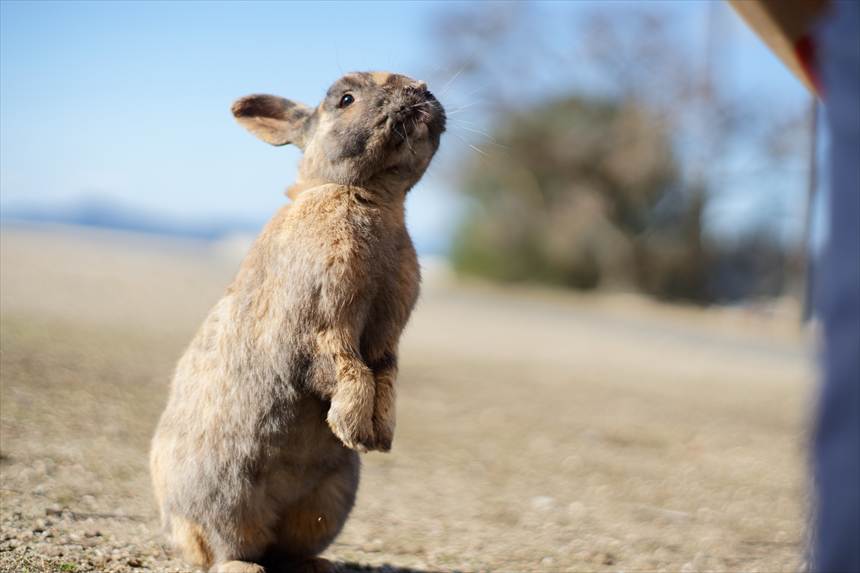 餌おねだりで立ち上がる大久野島のウサギ MC ROKKOR-PF 58mmF1.4で撮影