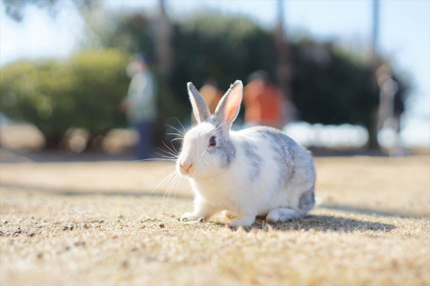 大久野島のウサギ MC ROKKOR-PF 58mmF1.4で撮影