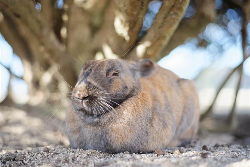 トドのような大久野島のうさぎ Auto-Takumar 55mmF2で撮影