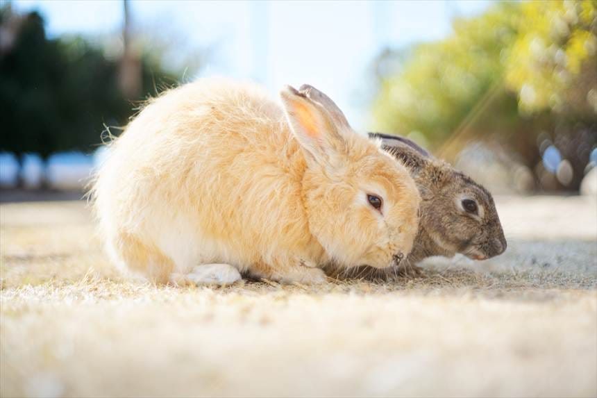 モフモフの大久野島のウサギ Auto-Takumar 55mmF2で撮影