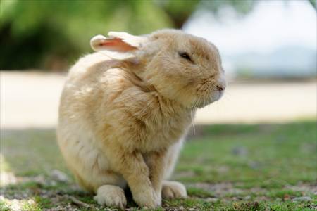 餌をねだりにきたウサギ