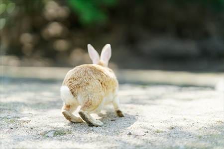 餌が無くて去っていくうさぎ
