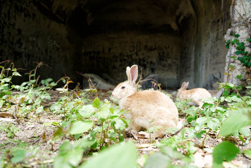大久野島の廃墟とウサギ