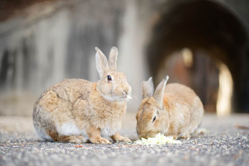 大久野島の廃墟とウサギ Auto-Takumar 55mmF2で撮影