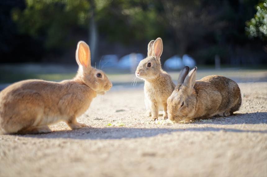 大久野島のウサギ Auto-Takumar 55mmF2で撮影