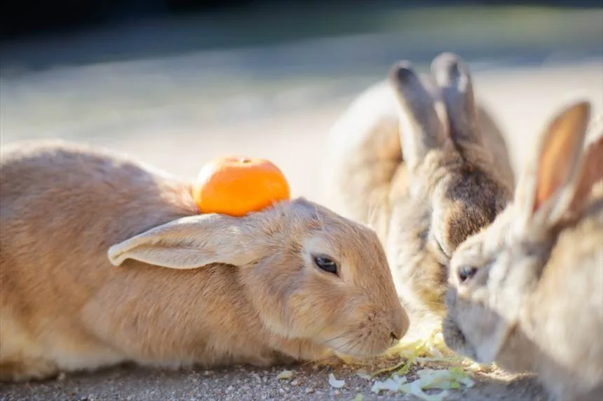 広島】大久野島は餌が命！ウサギの反応が天国と地獄すぎた失敗談と攻略