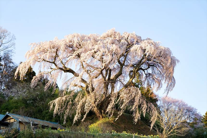 下（道路）から撮影した芹ヶ沢桜