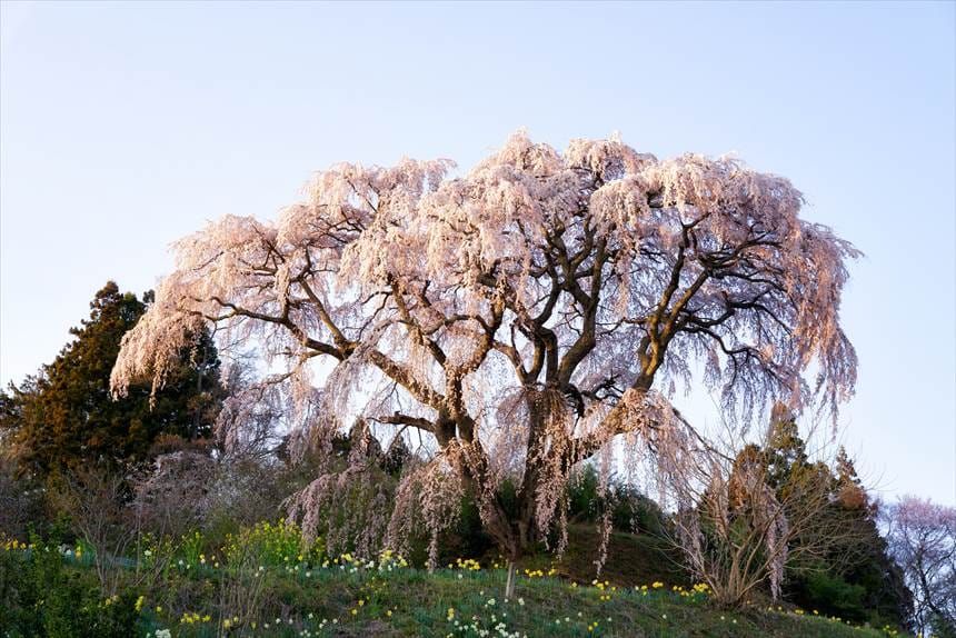 下（道路）から撮影した芹ヶ沢桜