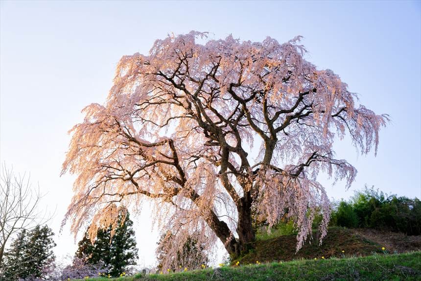 下（道路）から撮影した芹ヶ沢桜