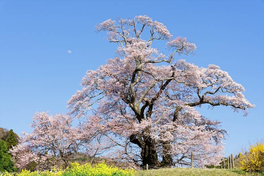 塩ノ崎の大桜と月（昼）
