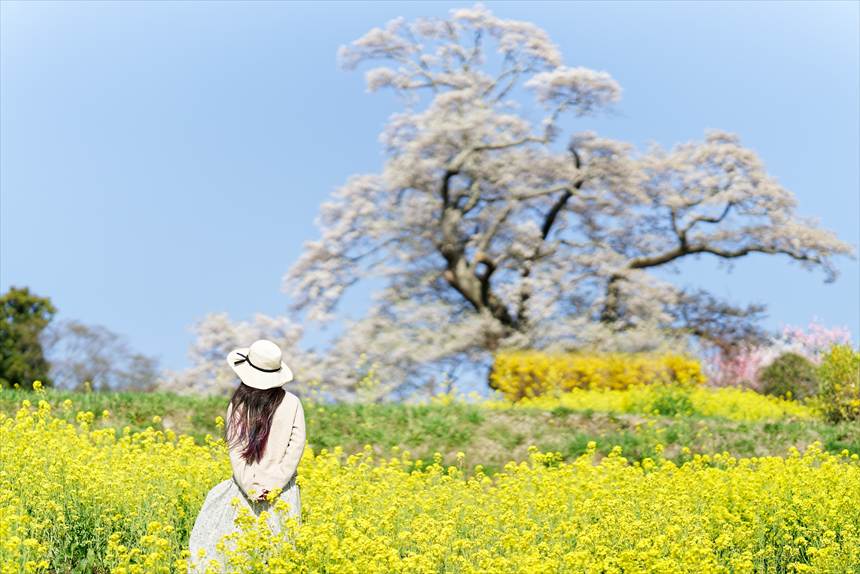 塩ノ崎の大桜の前でポートレート