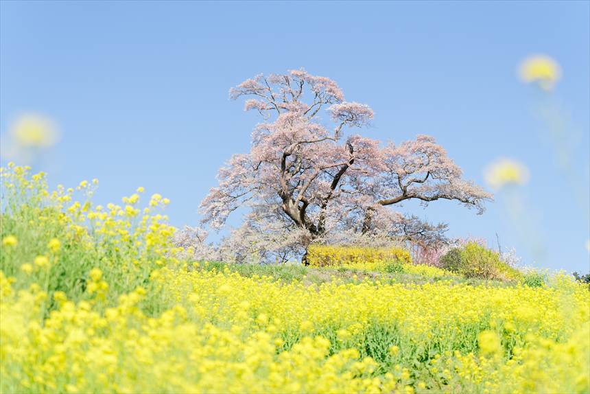 塩ノ崎の大桜と葉の花