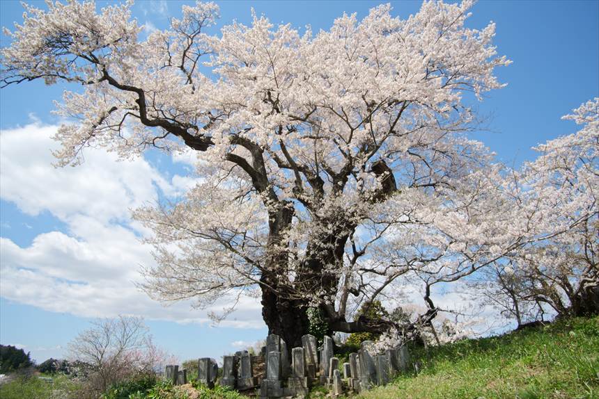 塩ノ崎の大桜の前にはお墓があります