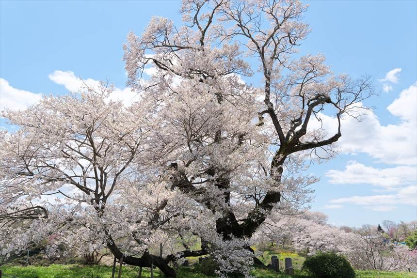 塩ノ崎の大桜の枝が地面に着きそこから上に伸びている
