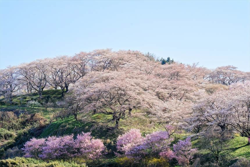 塩ノ崎の大桜の向かいの丘は桜で覆われている
