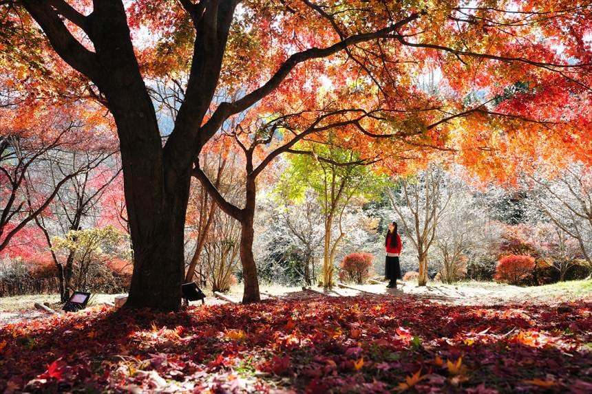 城峰公園の大きな真っ赤なモミジと冬桜とのコラボレーション