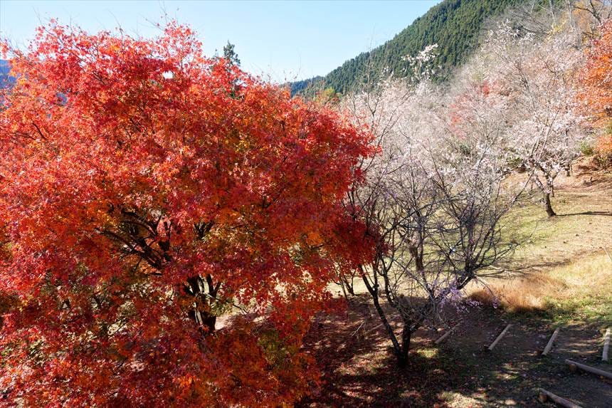 大きなモミジと冬桜