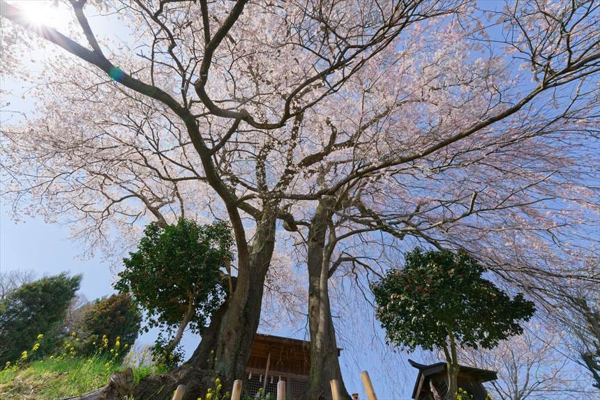 天神夫婦桜の祠