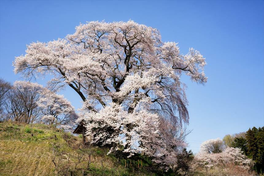 天神夫婦桜への道