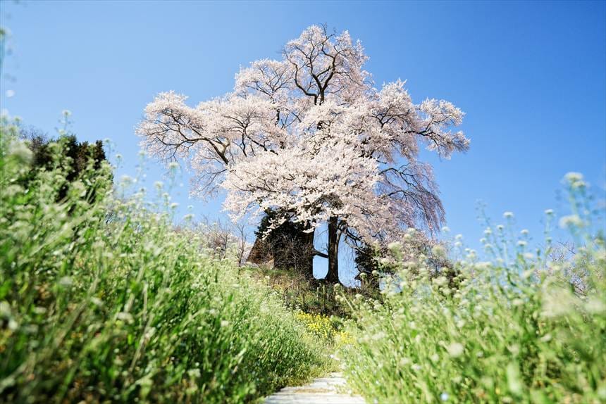 天神夫婦桜への道アップ