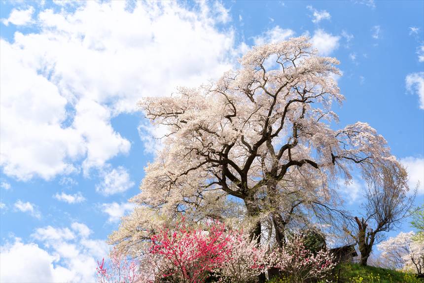 天神夫婦桜を下から見上げる