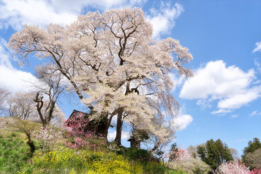 天神夫婦桜と花桃