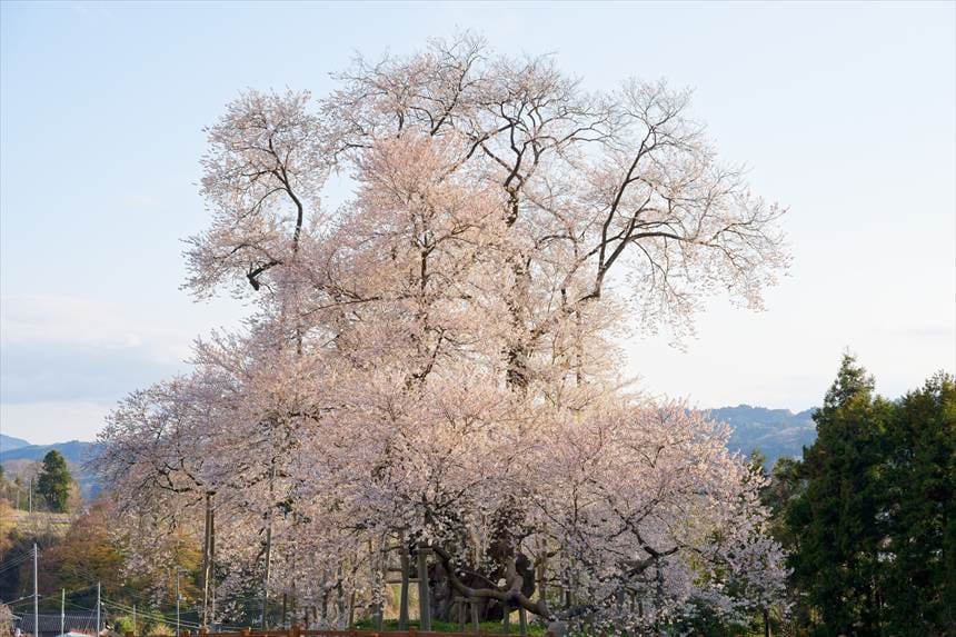 戸津辺の桜（エドヒガンザクラ）