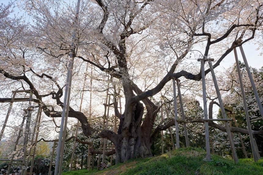 木道側面より撮影　戸津辺の桜